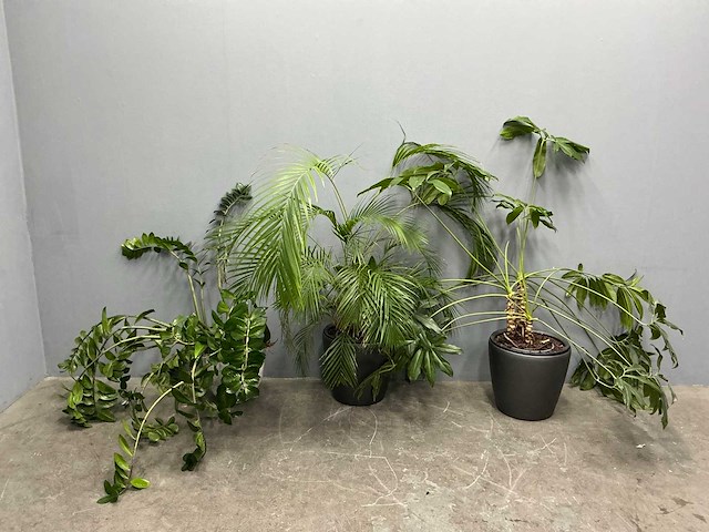 Diverse planten (3x) - afbeelding 8 van  9