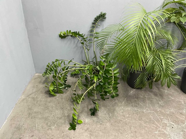 Diverse planten (3x) - afbeelding 2 van  9