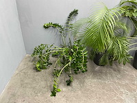 Diverse planten (3x) - afbeelding 2 van  9