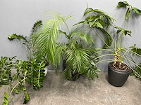 Diverse planten (3x) - afbeelding 3 van  9