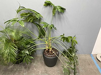 Diverse planten (3x) - afbeelding 4 van  9