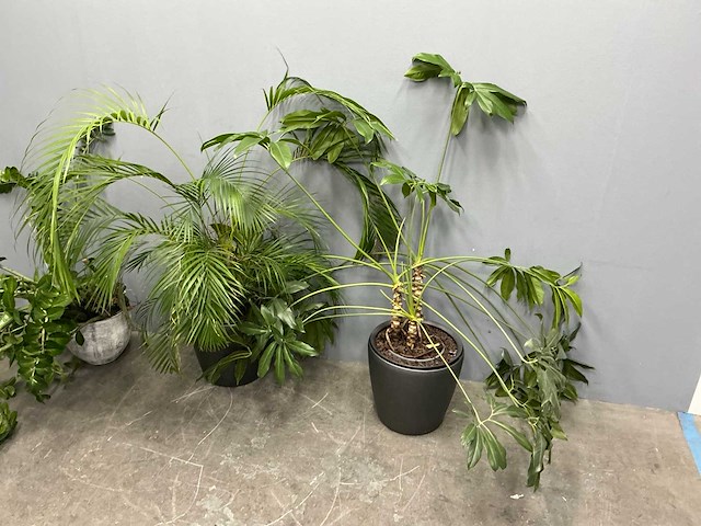 Diverse planten (3x) - afbeelding 5 van  9