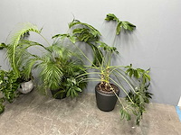 Diverse planten (3x) - afbeelding 5 van  9