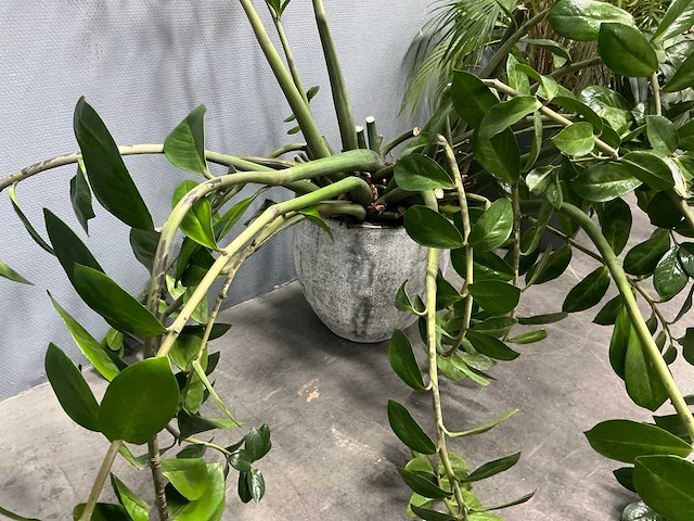 Diverse planten (3x) - afbeelding 6 van  9