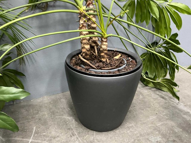 Diverse planten (3x) - afbeelding 7 van  9