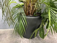 Diverse planten (3x) - afbeelding 9 van  9