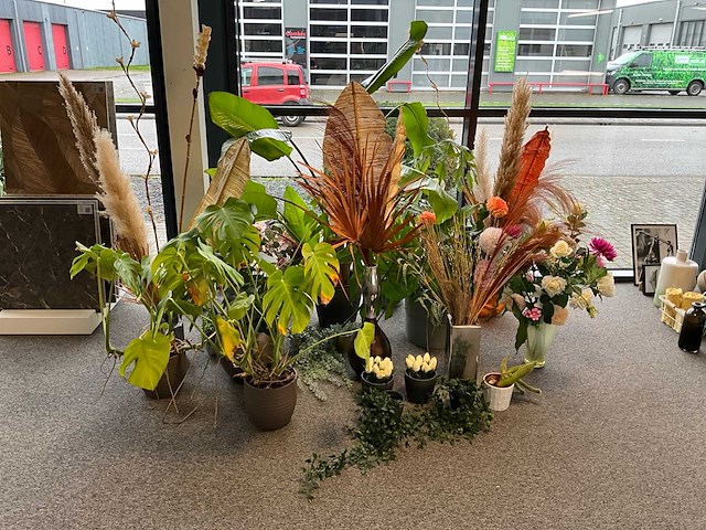 Diverse planten en kunstplanten - afbeelding 1 van  5