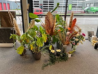 Diverse planten en kunstplanten - afbeelding 1 van  5