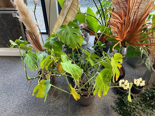 Diverse planten en kunstplanten - afbeelding 5 van  5