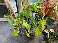 Diverse planten en kunstplanten - afbeelding 5 van  5