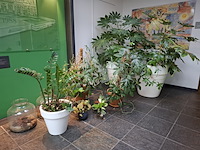 Diverse planten in pot - afbeelding 1 van  7