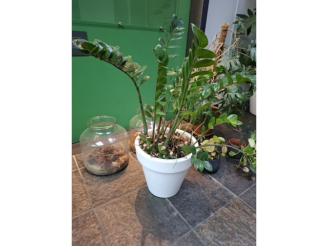 Diverse planten in pot - afbeelding 2 van  7