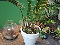 Diverse planten in pot - afbeelding 2 van  7