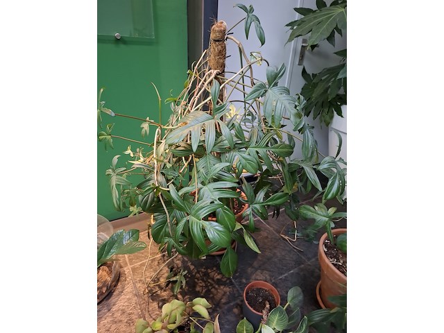 Diverse planten in pot - afbeelding 3 van  7