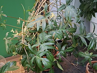 Diverse planten in pot - afbeelding 3 van  7