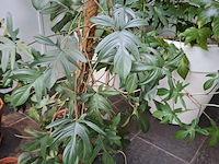 Diverse planten in pot - afbeelding 4 van  7