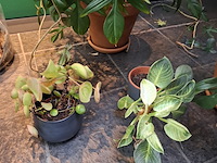 Diverse planten in pot - afbeelding 5 van  7