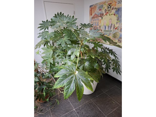 Diverse planten in pot - afbeelding 6 van  7