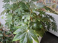 Diverse planten in pot - afbeelding 6 van  7