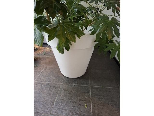 Diverse planten in pot - afbeelding 7 van  7