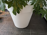 Diverse planten in pot - afbeelding 7 van  7