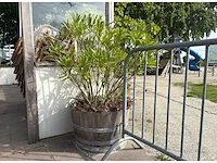 Diverse plantenbakken (6x)