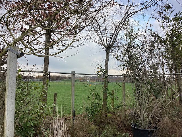 Diverse soorten - dakboom - afbeelding 1 van  3