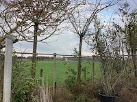 Diverse soorten - dakboom - afbeelding 1 van  3