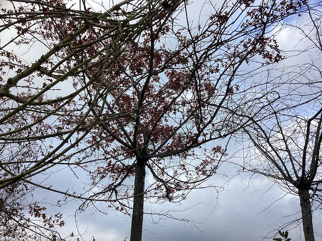 Diverse soorten - dakboom - afbeelding 2 van  3