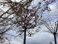 Diverse soorten - dakboom - afbeelding 2 van  3