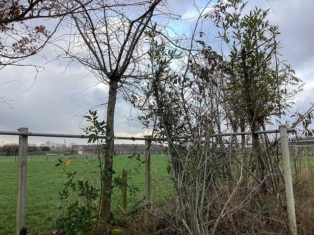 Diverse soorten - dakboom - afbeelding 3 van  3