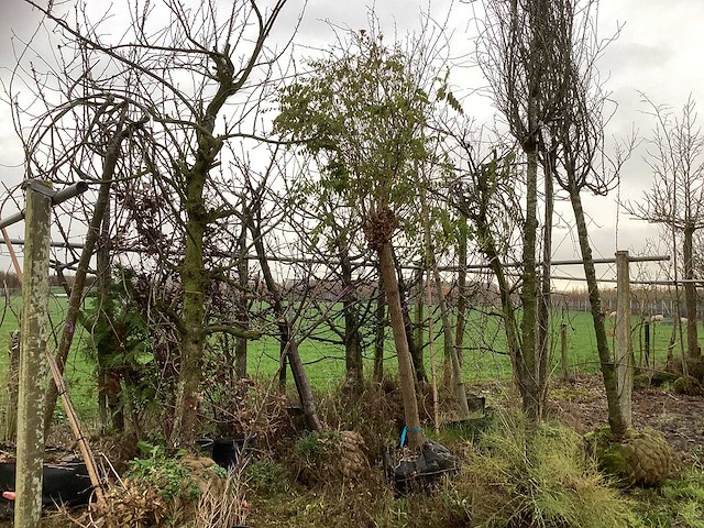 Diverse soorten - laanboom - afbeelding 1 van  3