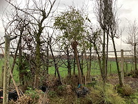 Diverse soorten - laanboom - afbeelding 1 van  3