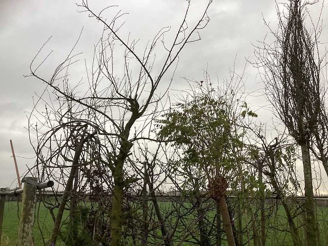 Diverse soorten - laanboom - afbeelding 2 van  3