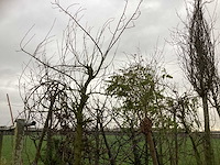 Diverse soorten - laanboom - afbeelding 2 van  3