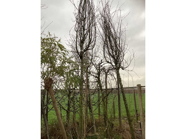 Diverse soorten - laanboom - afbeelding 3 van  3