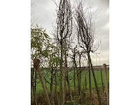 Diverse soorten - laanboom - afbeelding 3 van  3