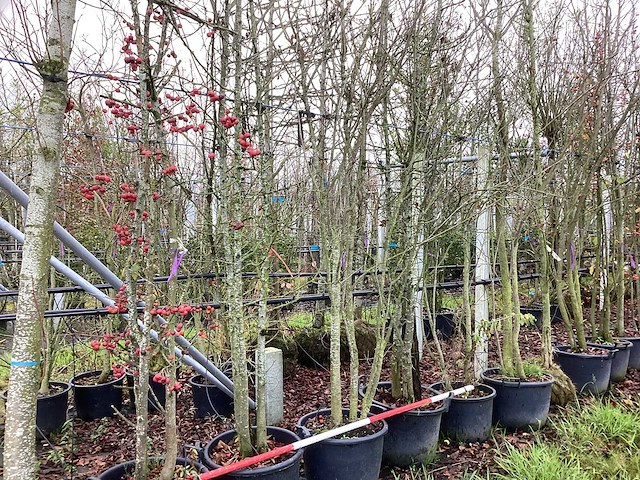 Diverse soorten - meerstammige boom (5x) - afbeelding 1 van  3