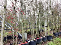 Diverse soorten - meerstammige boom (5x) - afbeelding 1 van  3