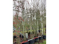 Diverse soorten - meerstammige boom (5x) - afbeelding 2 van  3