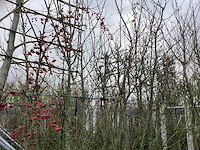 Diverse soorten - meerstammige boom (5x) - afbeelding 3 van  3