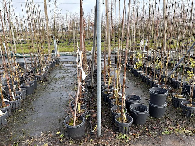 Diverse soorten - sierbomen (36x) - afbeelding 1 van  3