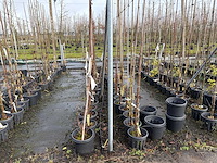 Diverse soorten - sierbomen (36x) - afbeelding 1 van  3