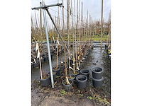 Diverse soorten - sierbomen (36x) - afbeelding 2 van  3