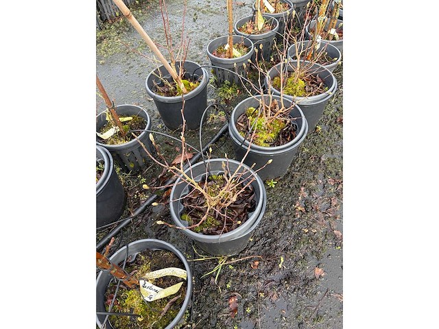 Diverse soorten - sierbomen (36x) - afbeelding 3 van  3