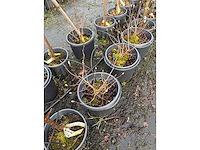 Diverse soorten - sierbomen (36x) - afbeelding 3 van  3