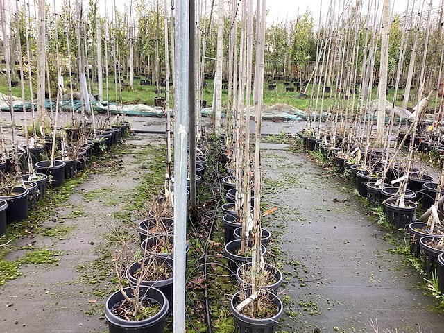 Diverse soorten - sierboom (30x) - afbeelding 1 van  3