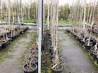 Diverse soorten - sierboom (30x) - afbeelding 1 van  3