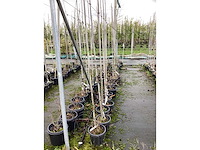 Diverse soorten - sierboom (30x) - afbeelding 2 van  3