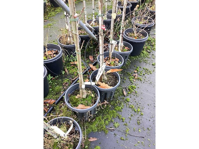 Diverse soorten - sierboom (30x) - afbeelding 3 van  3